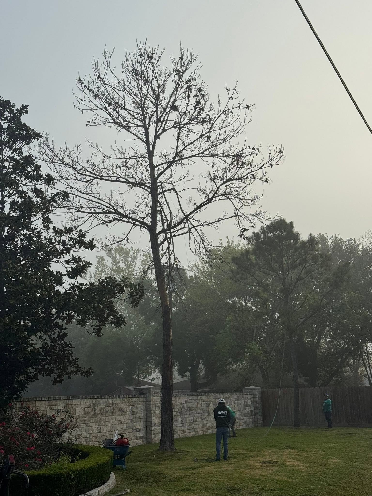 All Points Tree Service crew preparing a dead tree for controlled removal