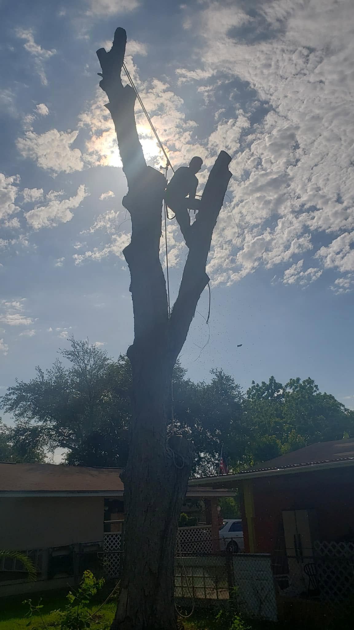 Tree professional performing controlled work high in a tree