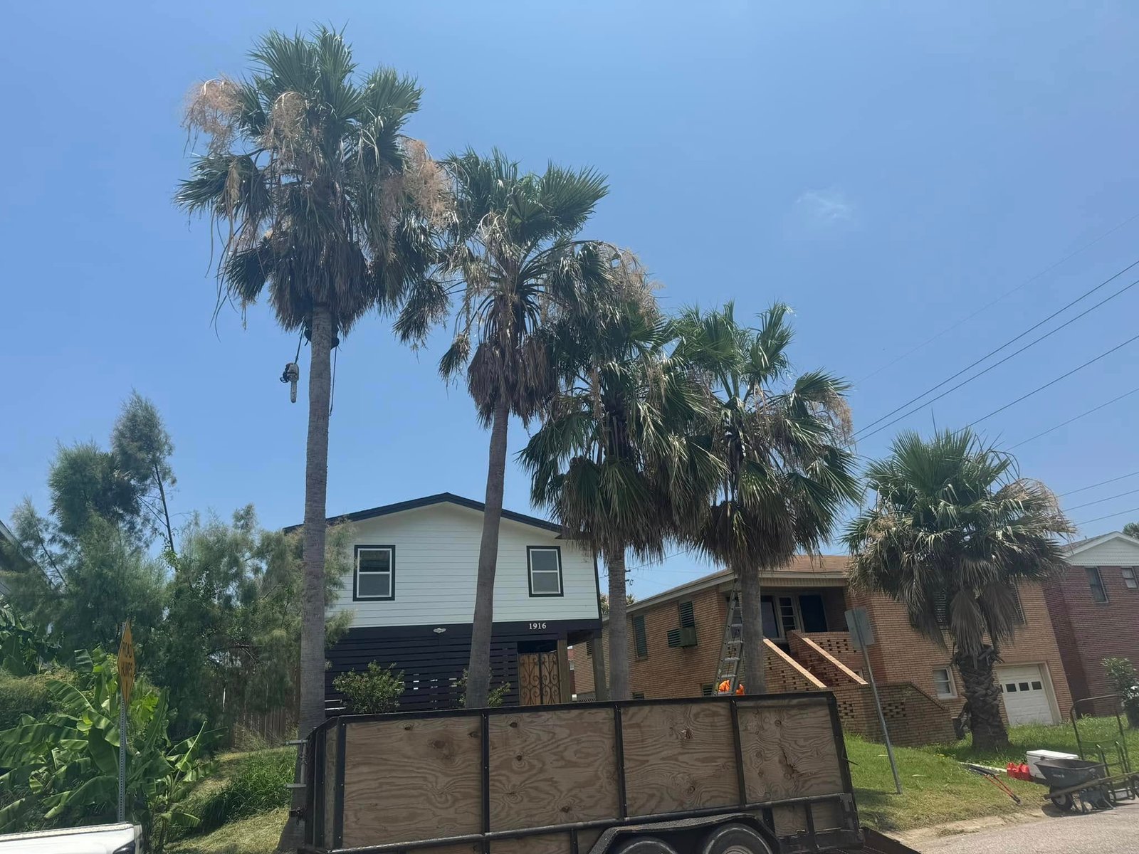 Tall residential palm trees before trimming