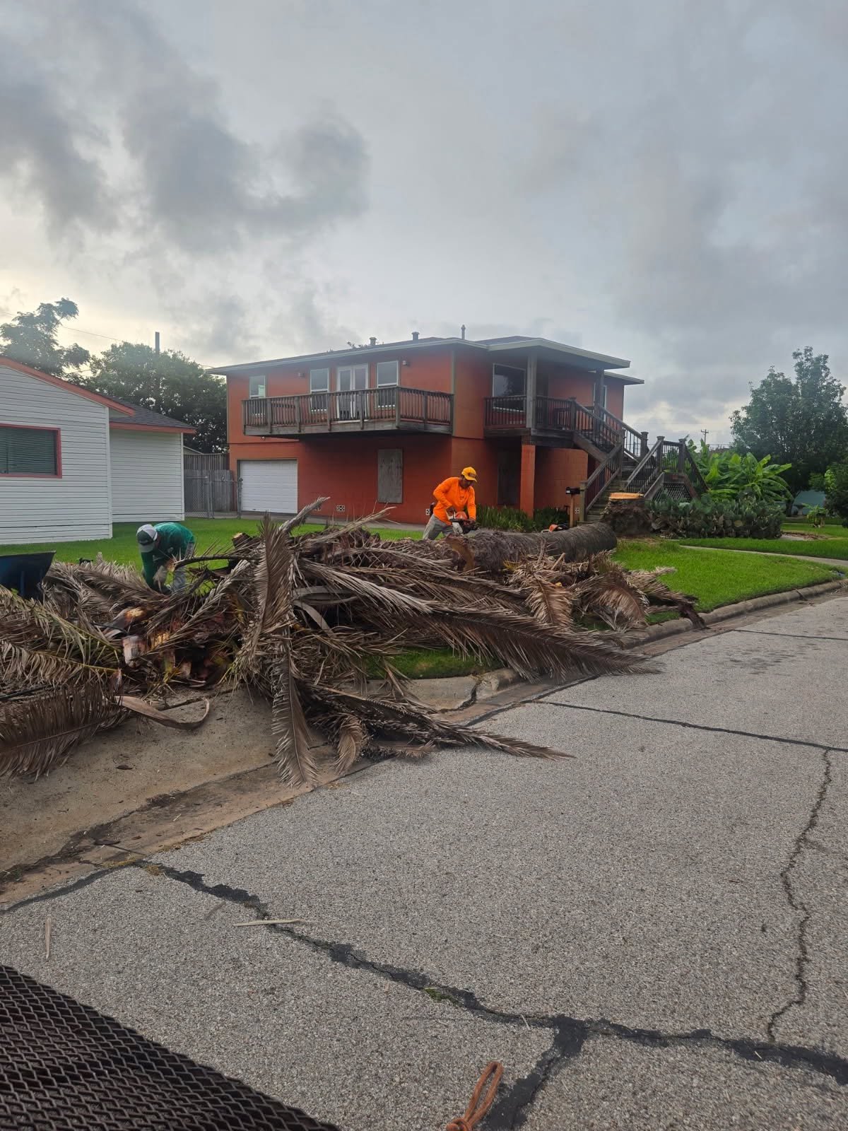 Large storm-damaged tree debris prepared for removal