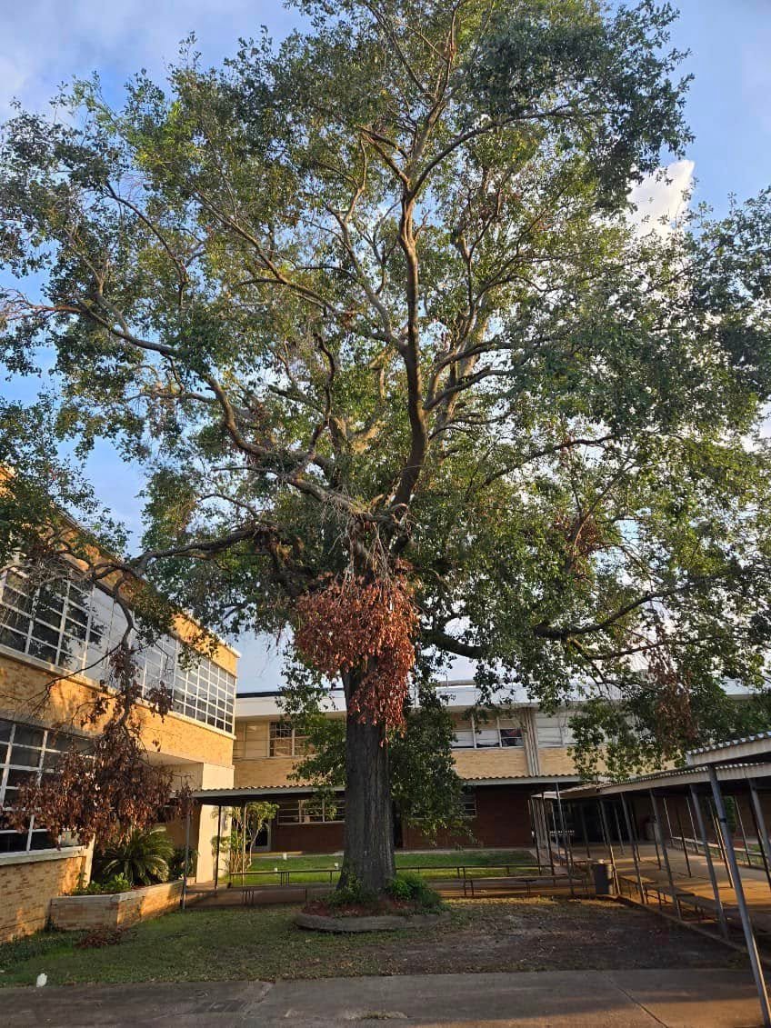 Residential tree before trimming