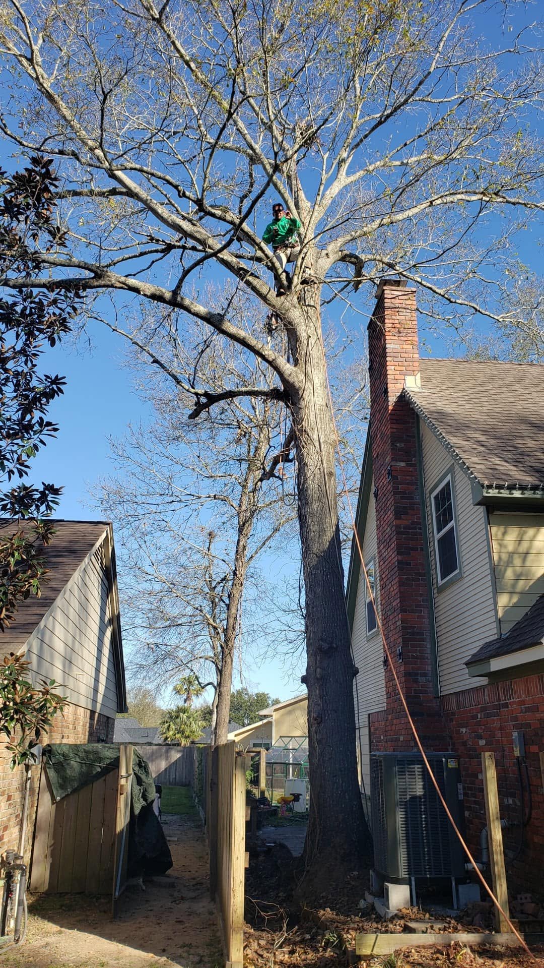 Controlled removal of a large residential tree beside a home