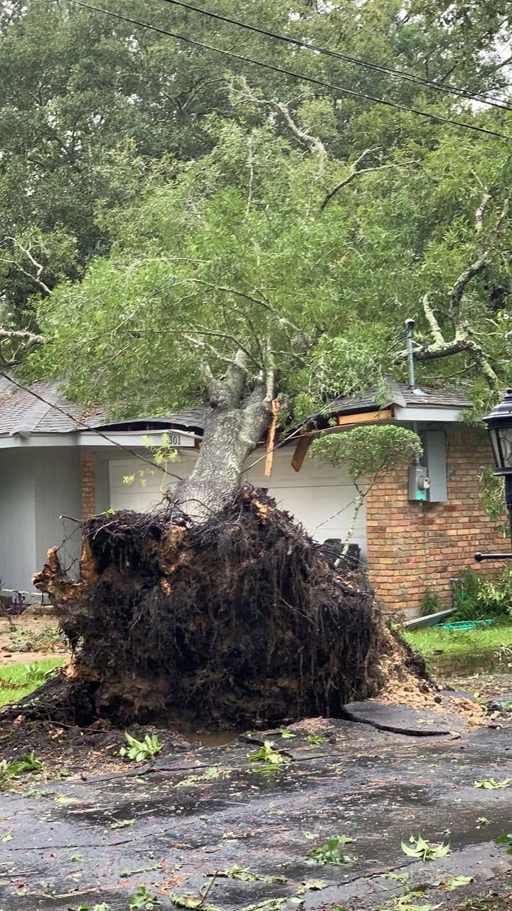 Uprooted residential tree requiring emergency removal
