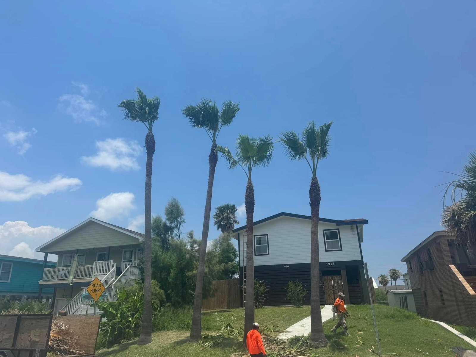 All Points Tree Service crew trimming tall residential palm trees