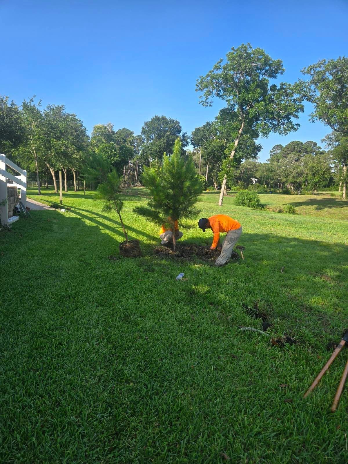 All Points Tree Service crew planting a young palm tree